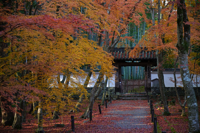 シグマ 24-70mm F2.8 DG DN | Art SIGMA を使ってみました シグマ 24-70mm F2.8 DG DN | Art SIGMA を使ってみました